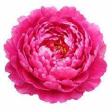 Big Peony Dark pink