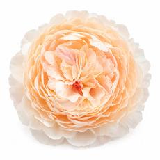 Big Peony Peach